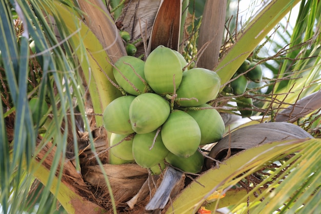 coconut fruit on coconut tree in garden Thailand.