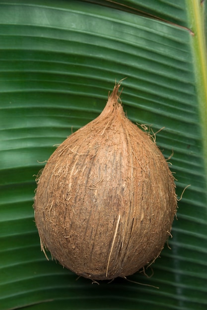 Noce di cocco su grande foglia di palma verde.