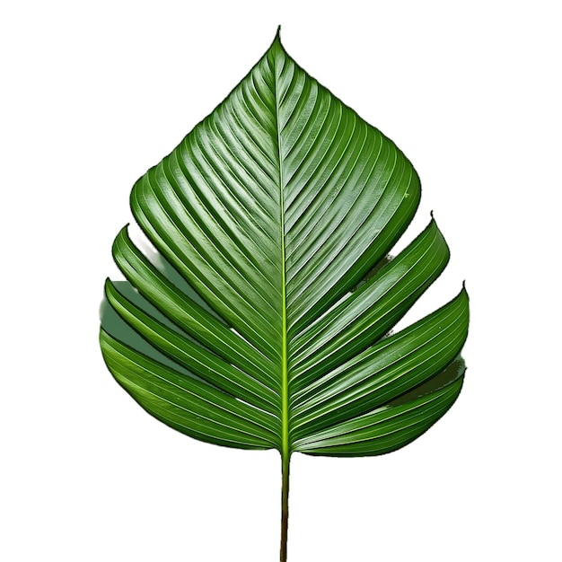 Coconut Leaf Foliage isolated on transparent background Generative Ai