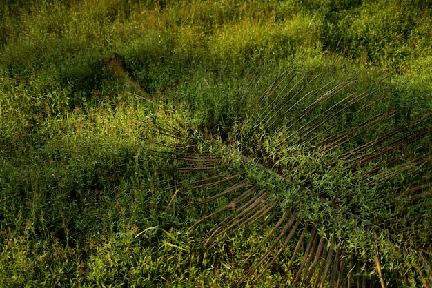 Coconut leaf in Green Grass