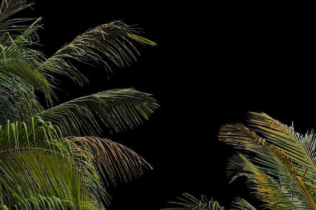 Coconut leaf isolated on black screen with clipping path