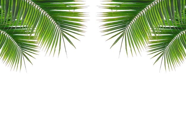 Coconut leaf isolated white background