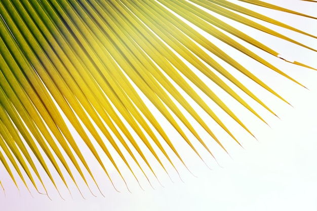 coconut leaf with sunlight ray in natural sky background