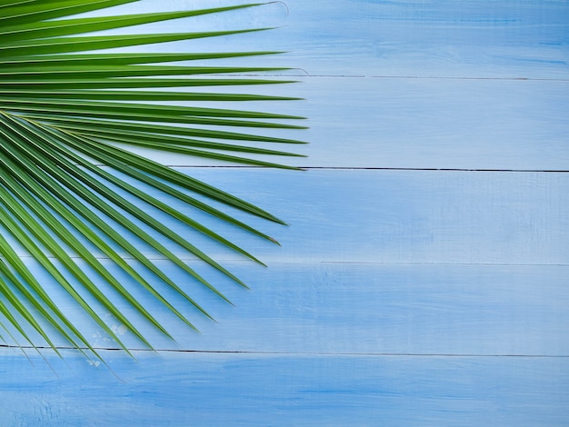 Coconut leave on blue wood background.  top view with copy space.