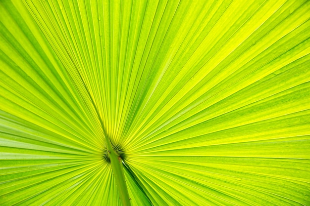 Coconut leaves for background Palm leaves