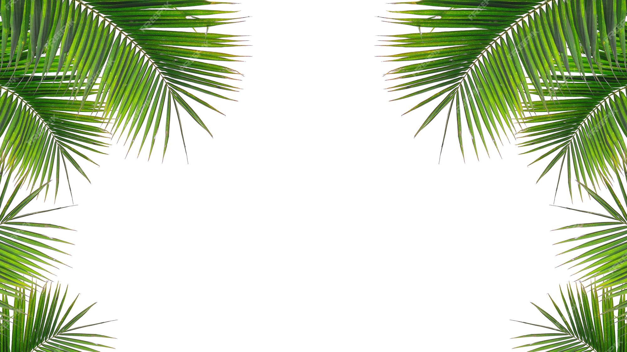 Page 15 | Coconut tree leaves Images | Free Vectors, Stock Photos & PSD