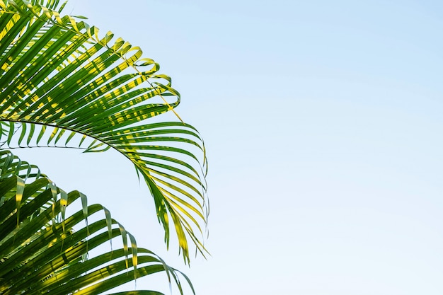 Coconut Leaves and sky background