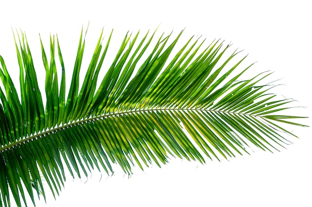 Coconut leaves white background