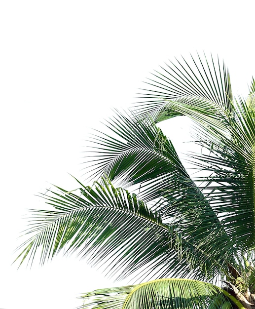 Coconut leaves on white background
