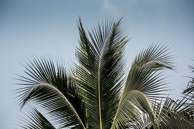 coconut leaves