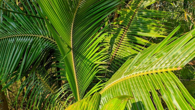 코코넛 잎