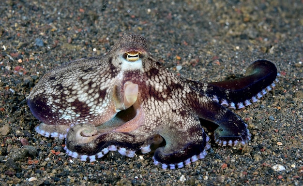 Coconut Octopus on the sea bottom at night. Sea life of Bali.