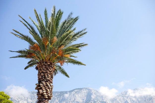 Coconut palm on blue sky background