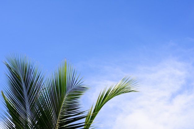 Coconut or palm leaf against cloud blue sky background. Sunny day concept.
