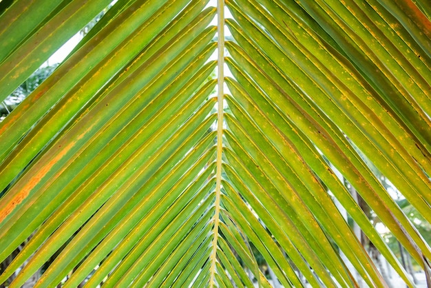 熱帯カリブ海のココナッツヤシの葉のディテール。ココナッツヌシフェラ、ヤシ科、ココナッツ