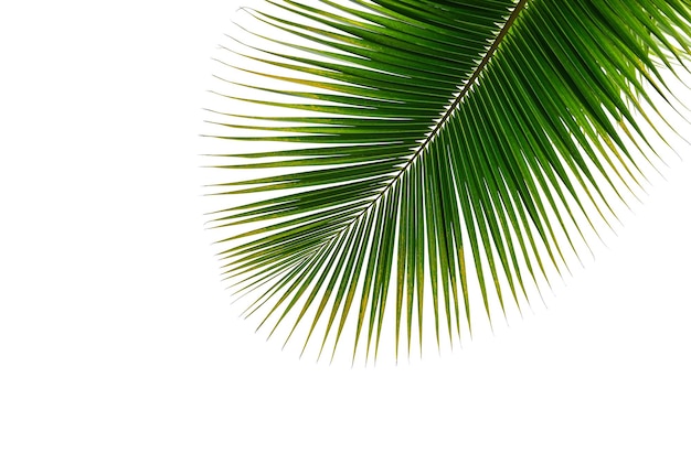 Coconut palm leaf isolated on white background