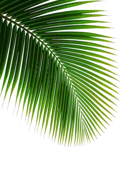 Coconut palm leaf isolated on white background