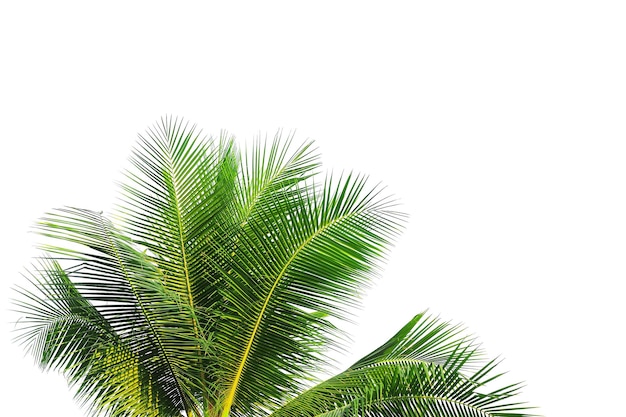 coconut palm leaf isolated on white background