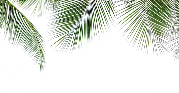 Coconut palm leaf isolated on white background