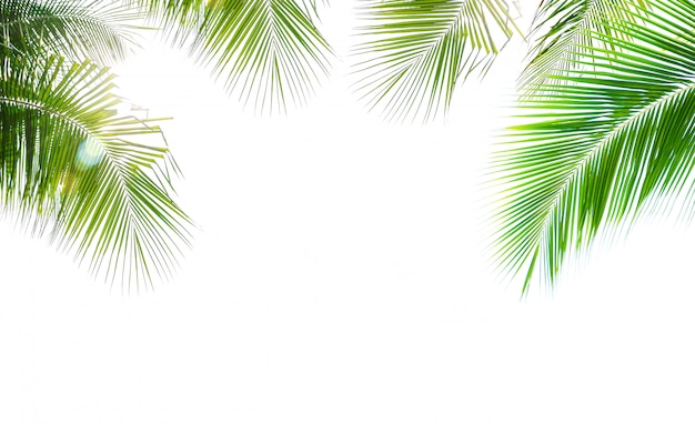 Coconut palm leaf isolated on white background