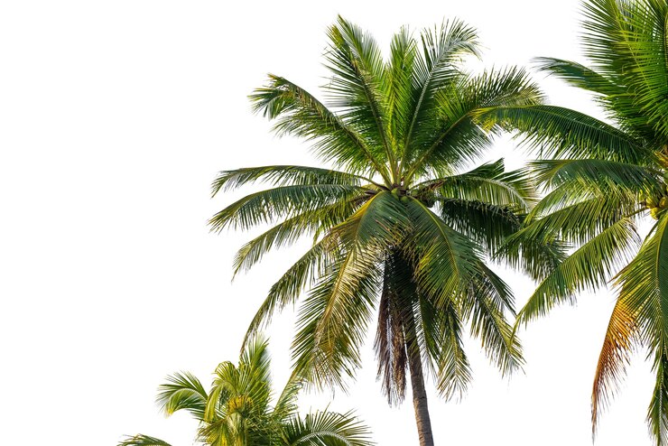 Photo coconut palm leaf isolated on white with clipping path for object and retouch design.
