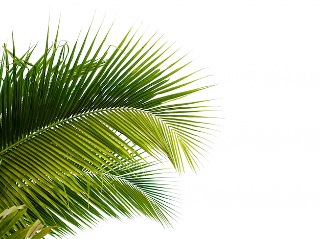 Foto foglia di palma isolata