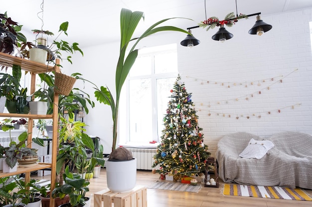 Foto palma da cocco in vaso in casa come regalo per natale e capodanno cura della serra e coltivazione di piante tropicali