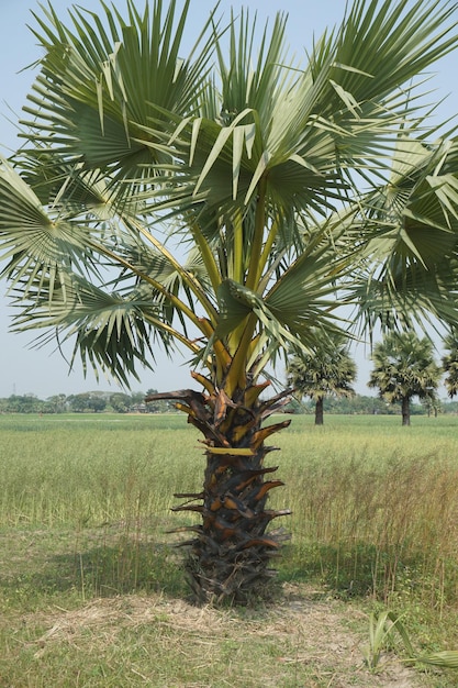 Photo coconut palm tre