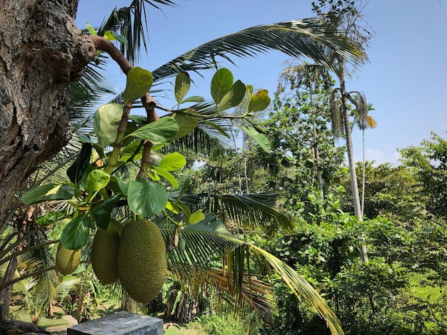 Foto palmera di cocco contro il cielo