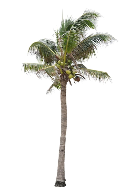 Photo coconut palm tree against white background