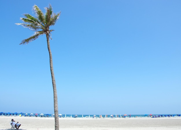 Coconut palm tree at beach against clear blue sky