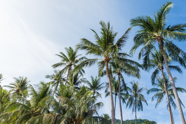 Coconut palm tree on the beach of thailand, coconut tree with blue sky on the beach 