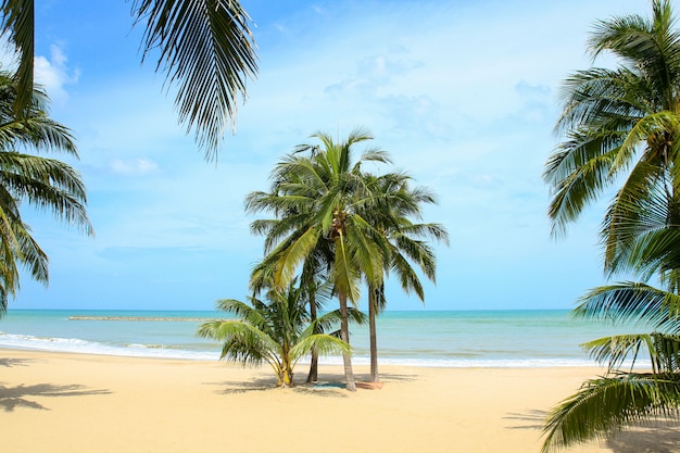 Albero del cocco sulla spiaggia in tailandia.