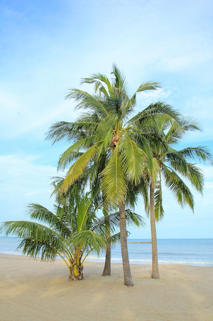 Photo coconut palm tree on the beach in thailand.