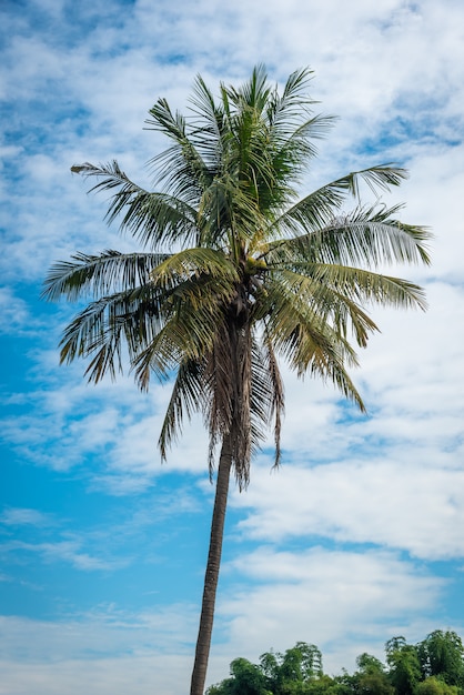 Coconut palm tree on blue sky background