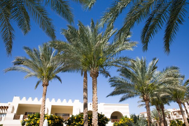 Coconut palm tree on blue sky background.