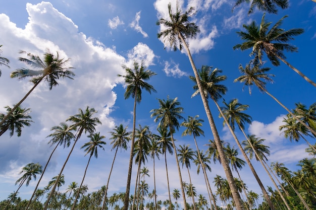 Albero del cocco sotto cielo blu sulla bella spiaggia tropicale