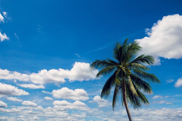 Coconut palm tree on blue sky