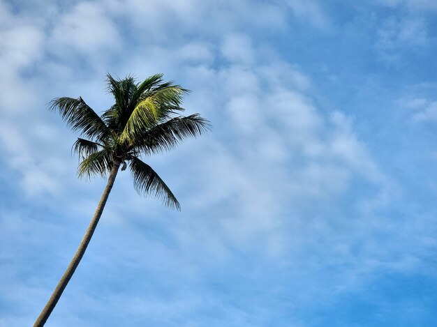 ココナッツ椰子の木と青空の背景の雲