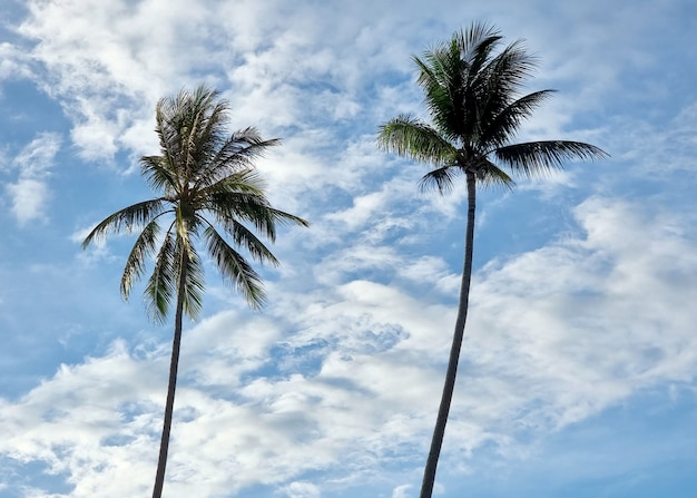 The Coconut palm tree and clouds in the blue sky background