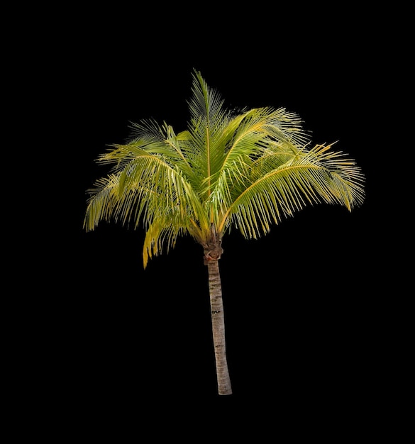 Coconut palm tree isolated on black background