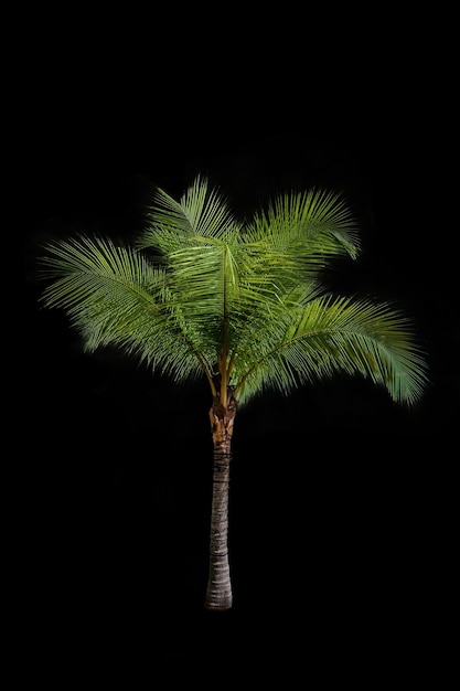 Coconut palm tree isolated on black background