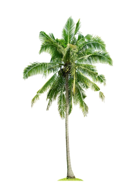 Coconut palm tree isolated on white background with clipping pat