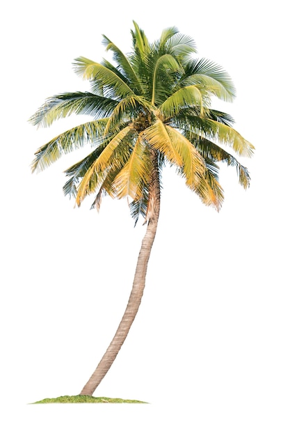 coconut palm tree isolated on white background