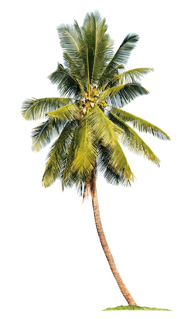 白い背景で隔離のココナッツヤシの木