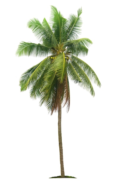 Coconut palm tree isolated on white background