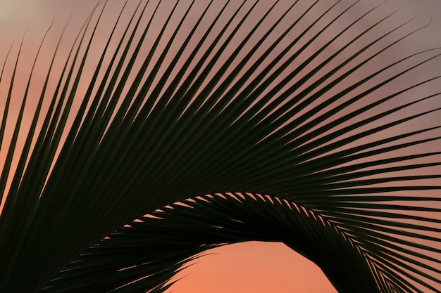 Photo coconut palm tree leaf against pastel color sunset sky of easter island, chile