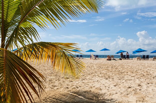 멕시코 플라야 노르테 이슬라 무헤레스 해변 에 있는 코코 ⁇   ⁇  나무 의 잎 들 과 태양 침대