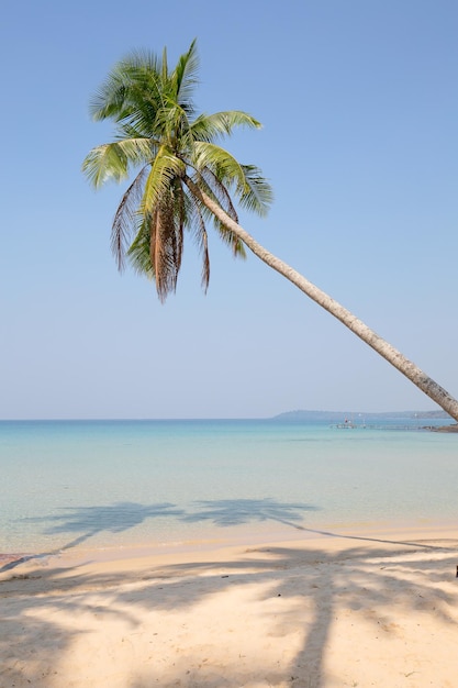 Coconut palm tree over luxury beach