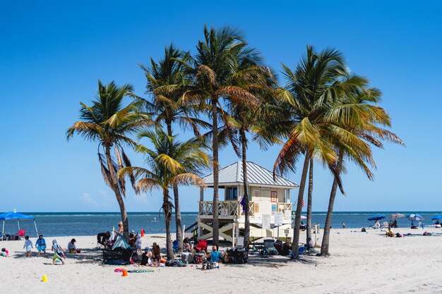 Coconut palm tree in miami beach